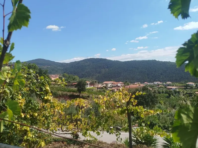 Vista do vale e da aldeia, com a vinha em primeiro plano e o monte ao fundo
