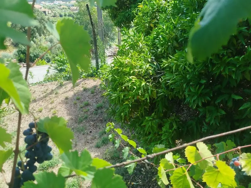 Cachos de uvas pretas entre as folhas da videira