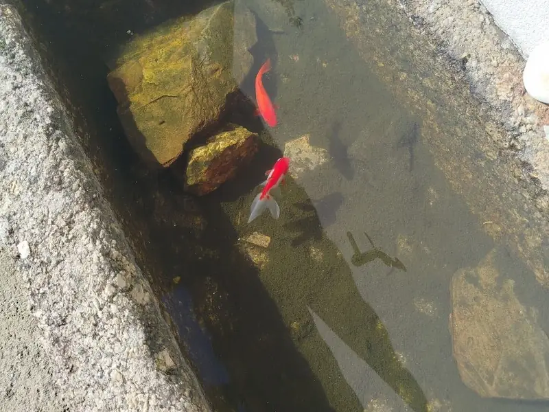 Peixes vermelhos num tanque de pedra
